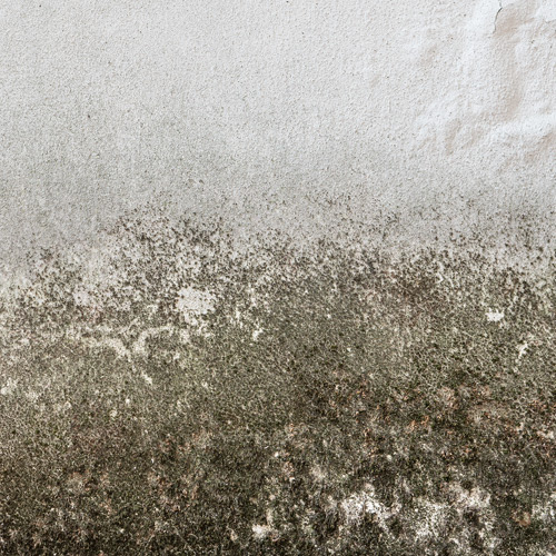 Example of mildew on a wall